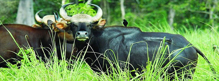 1771/The Riverwood Forest Retreats - Dooars 18.jpg